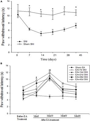 Lateral Hypothalamic Orexin Neurons Mediate the Reward Effects of Pain Relief Induced by Electroacupuncture